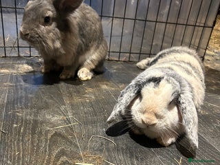 Mini Lop rabbits - Advert 35