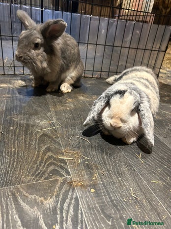 Mini Lop rabbits - Advert 10