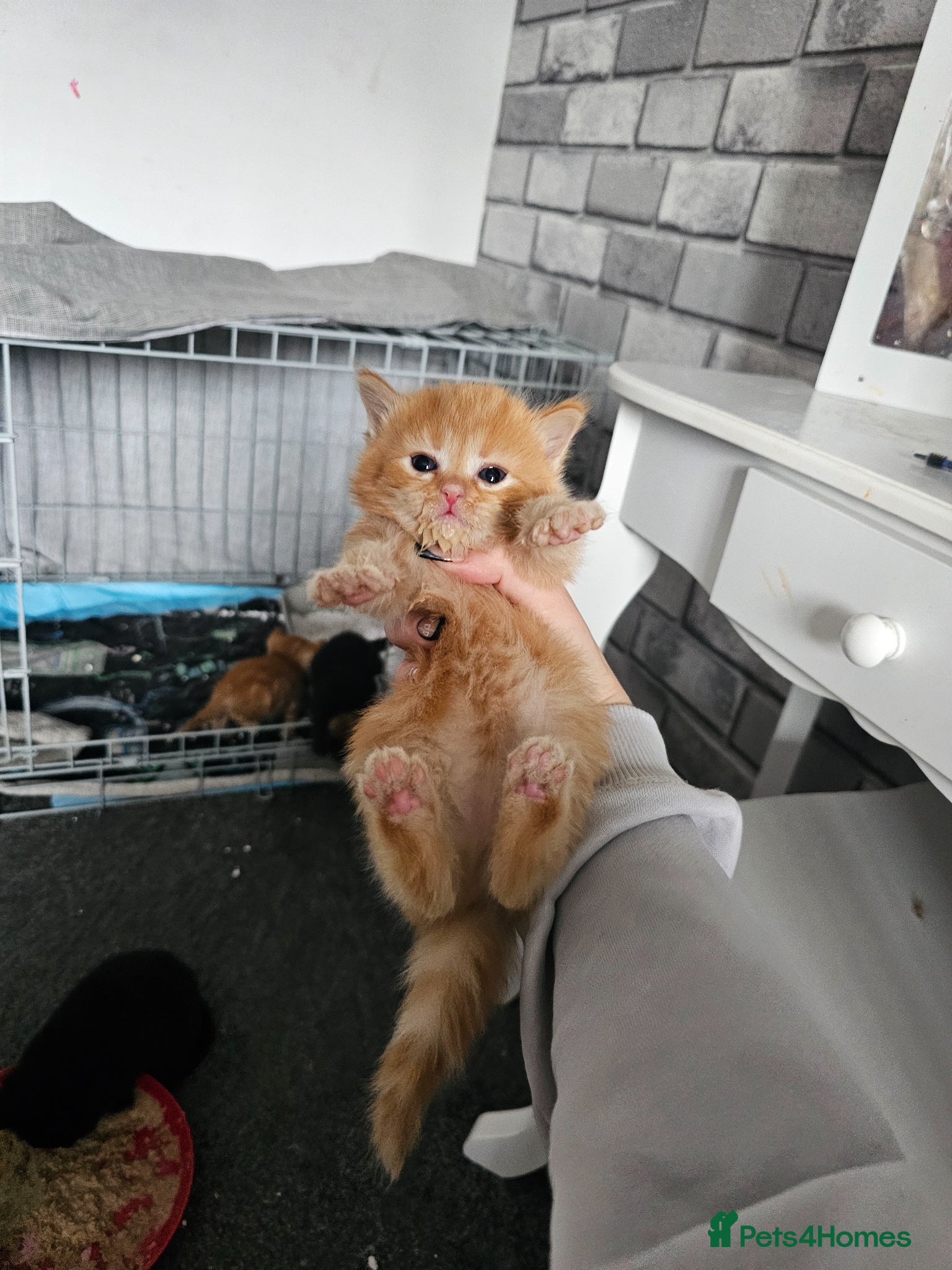 Mixed Breed cats Ginger girl kittens - Advert 1
