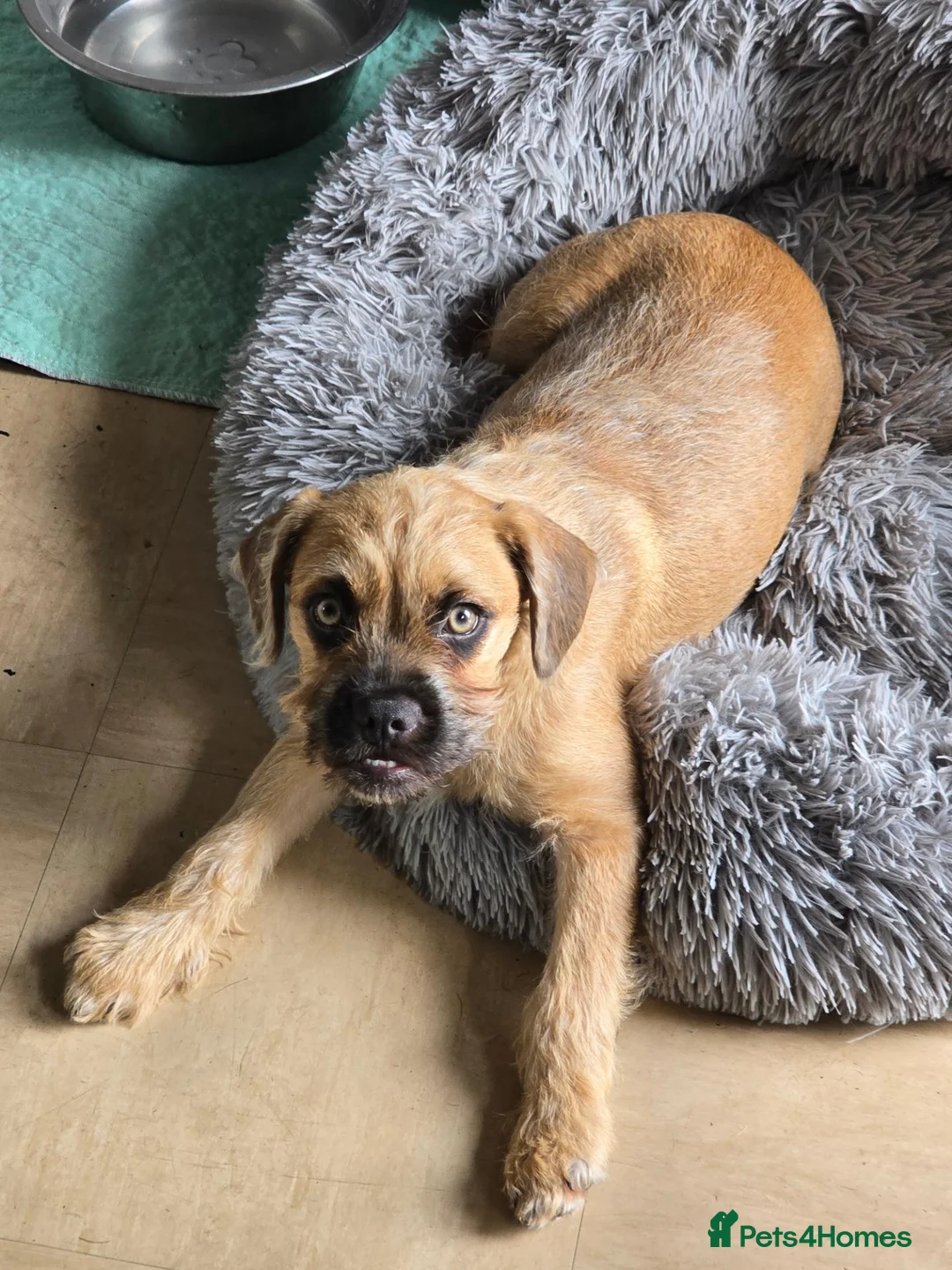 Mixed Breed dogs for sale: Bambi  - Advert 2