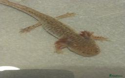 Axolotl reptiles for sale: Baby Wild types last 3 left/plus quail bird - Image 4