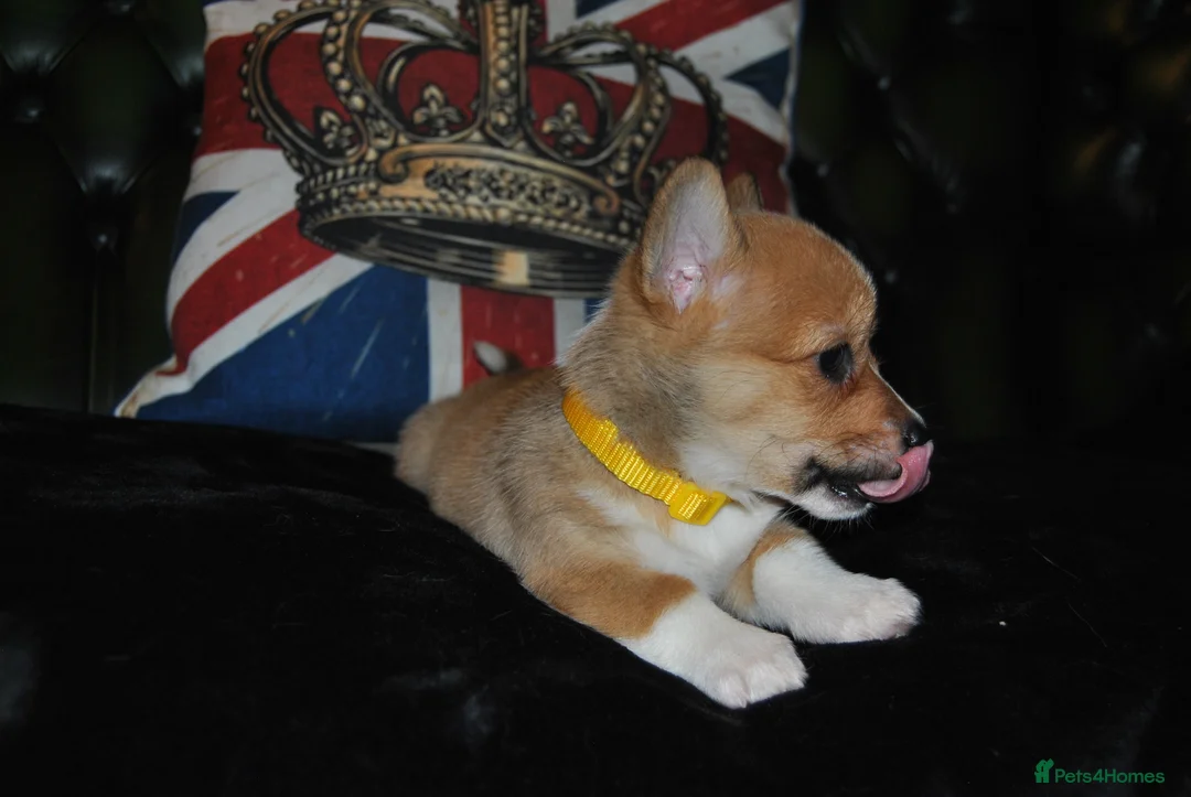Welsh Corgi Pembroke dogs for sale: Are Beautiful Girls Storm/Darling/Petal - Advert 27