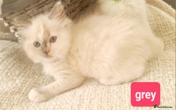 Ragdoll cats for sale: Pure ragdoll kittens READY NOW!! - Image 14