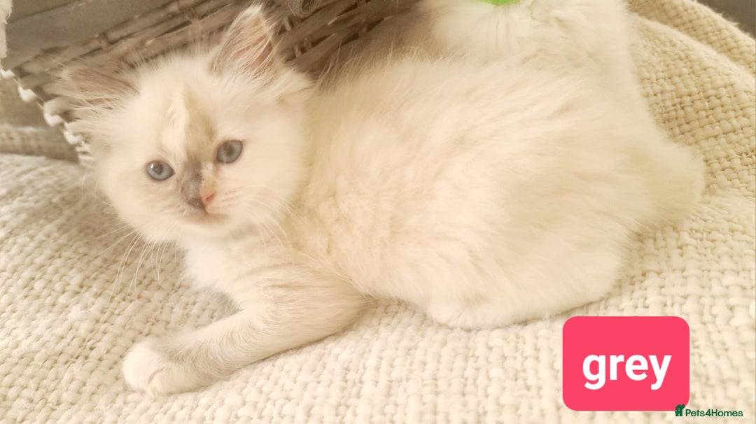 Ragdoll cats for sale: Pure ragdoll kittens READY NOW!! - Image 14