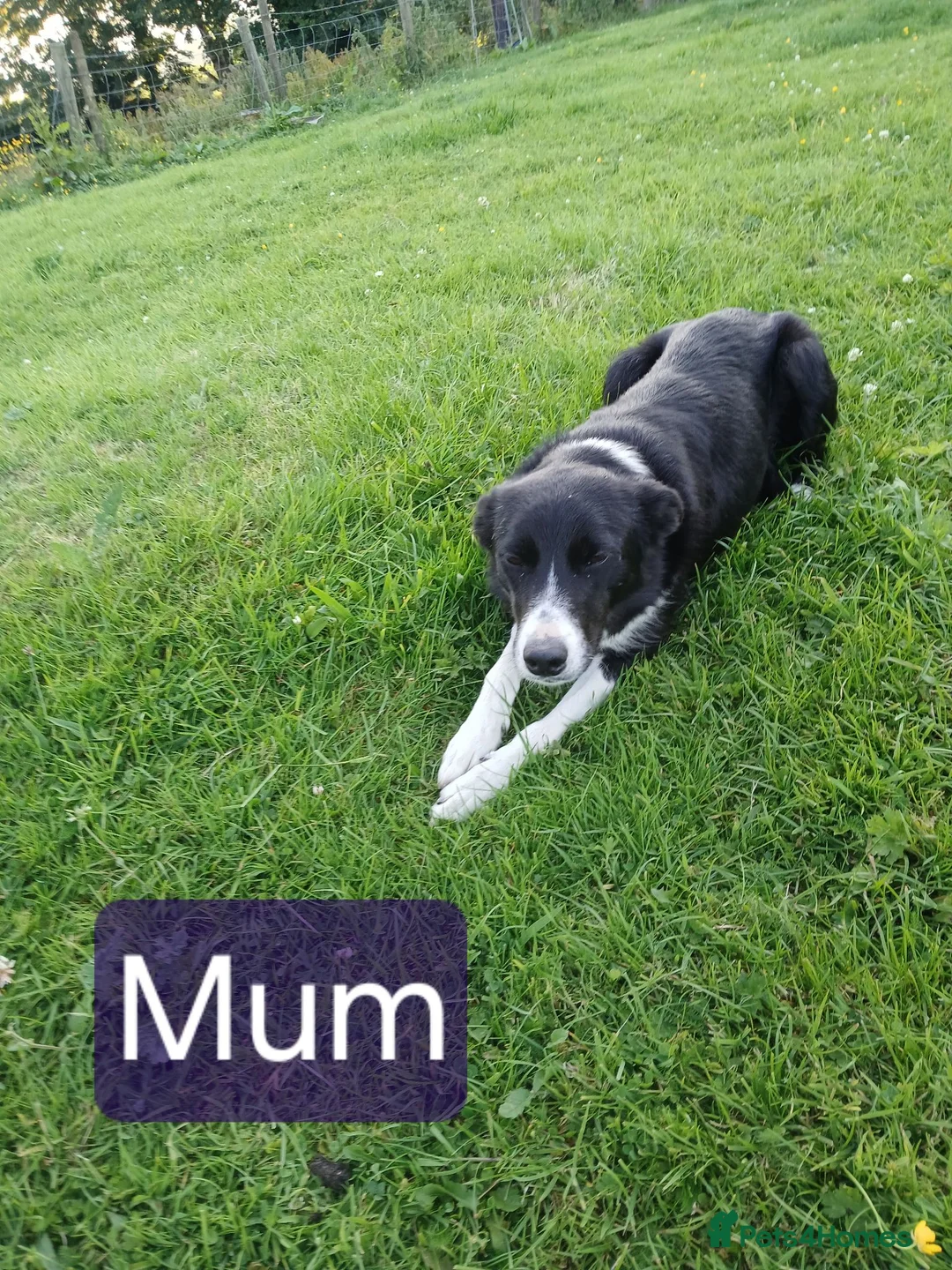 Border Collie dogs for sale: Border collie pups for sale - Advert 1