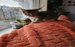 Oriental cats for sale: 2girls 1 boy - Advert 24