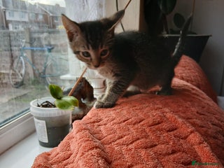 Oriental cats 2girls 1 boy - Advert 5