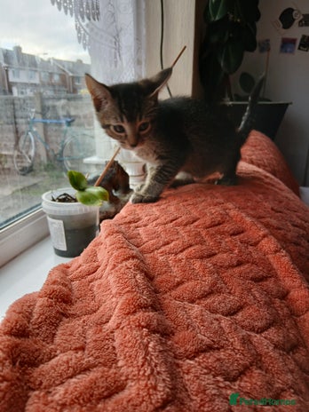 Oriental cats 2girls 1 boy - Advert 2