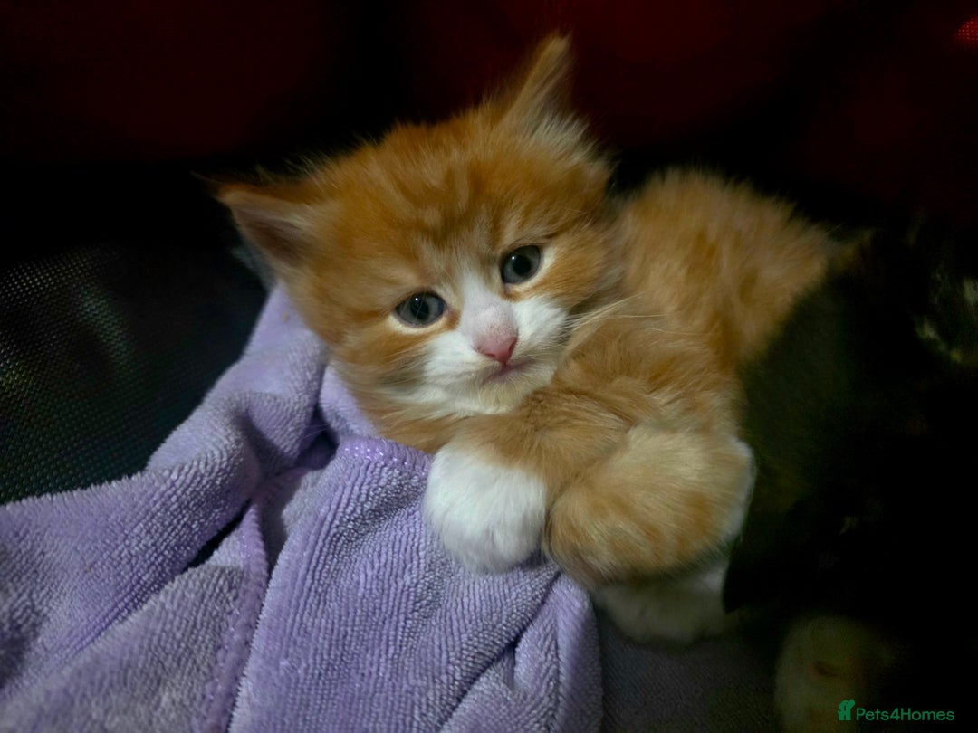 European cats for sale: Adorable Ginger Kitten Looking for Home - Advert 6
