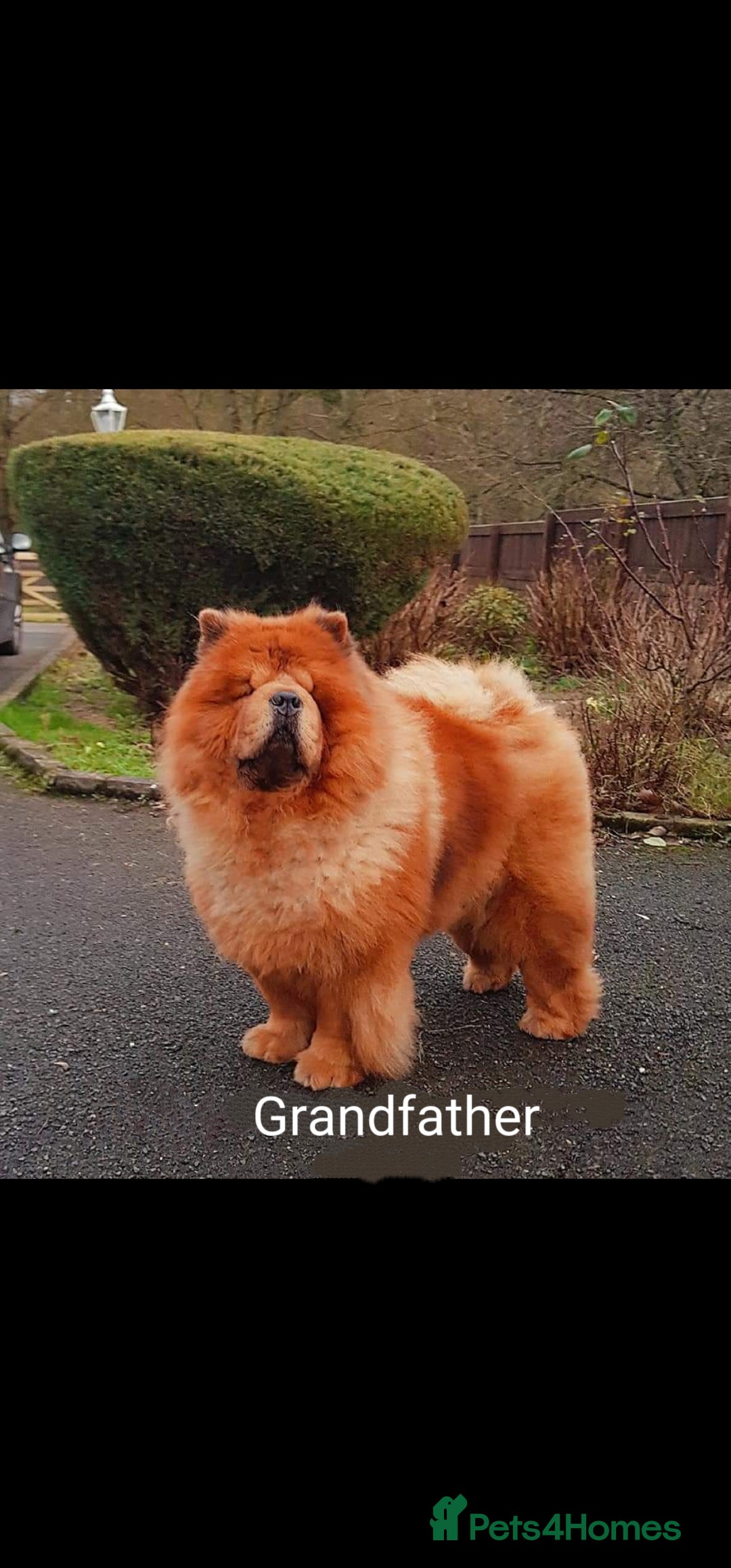 Chow Chow dogs for sale: Crufts pedigree puppy  - Advert 6