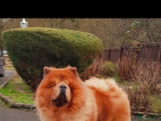 Chow Chow dogs Crufts pedigree puppy - Advert 3