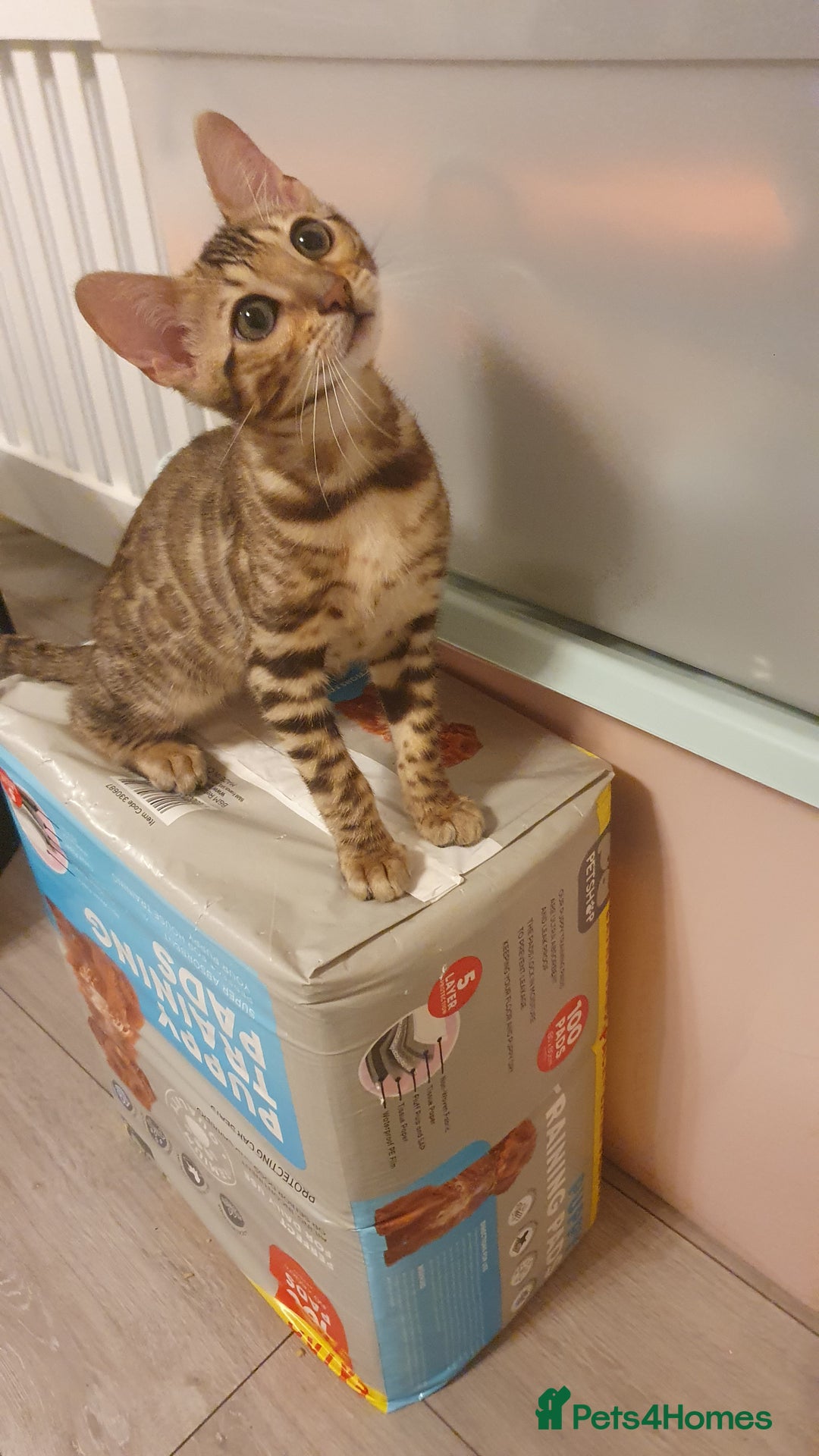Bengal cats for sale: WE HAVE TWO BENGAL KITTENS FOR SALE!! - Advert 2