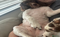 English Springer Spaniel dogs for sale: Darcy, Springer Spaniel. 7Yr needs new loving home - Image 2