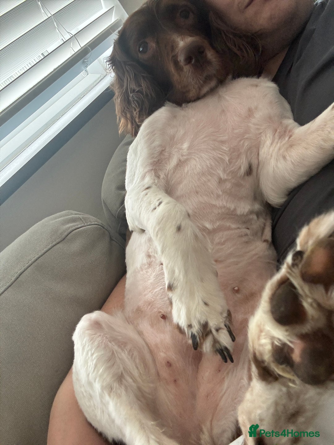 English Springer Spaniel dogs for sale: Darcy, Springer Spaniel. 7Yr needs new loving home - Image 2