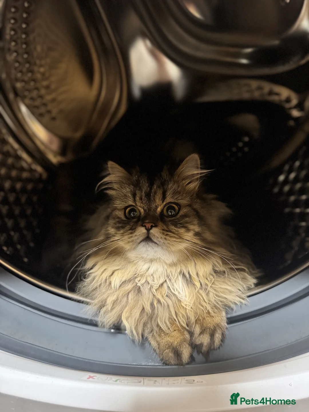 Persian cats for stud: Salem  in Buckhurst Hill - Advert 10