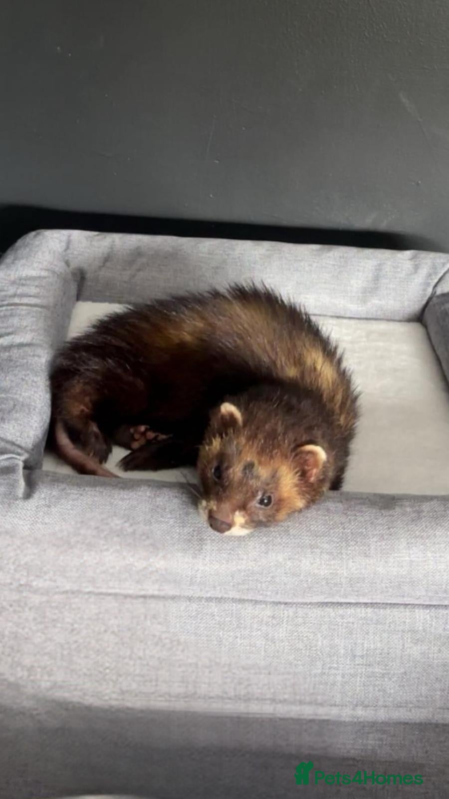 Ferret rodents Male ferret - Advert 5