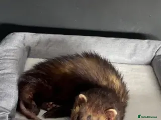 Ferret rodents Male ferret - Advert 5