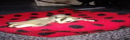 Sugar Glider rodents for sale: Stunning baby sugar gliders  - Advert 9