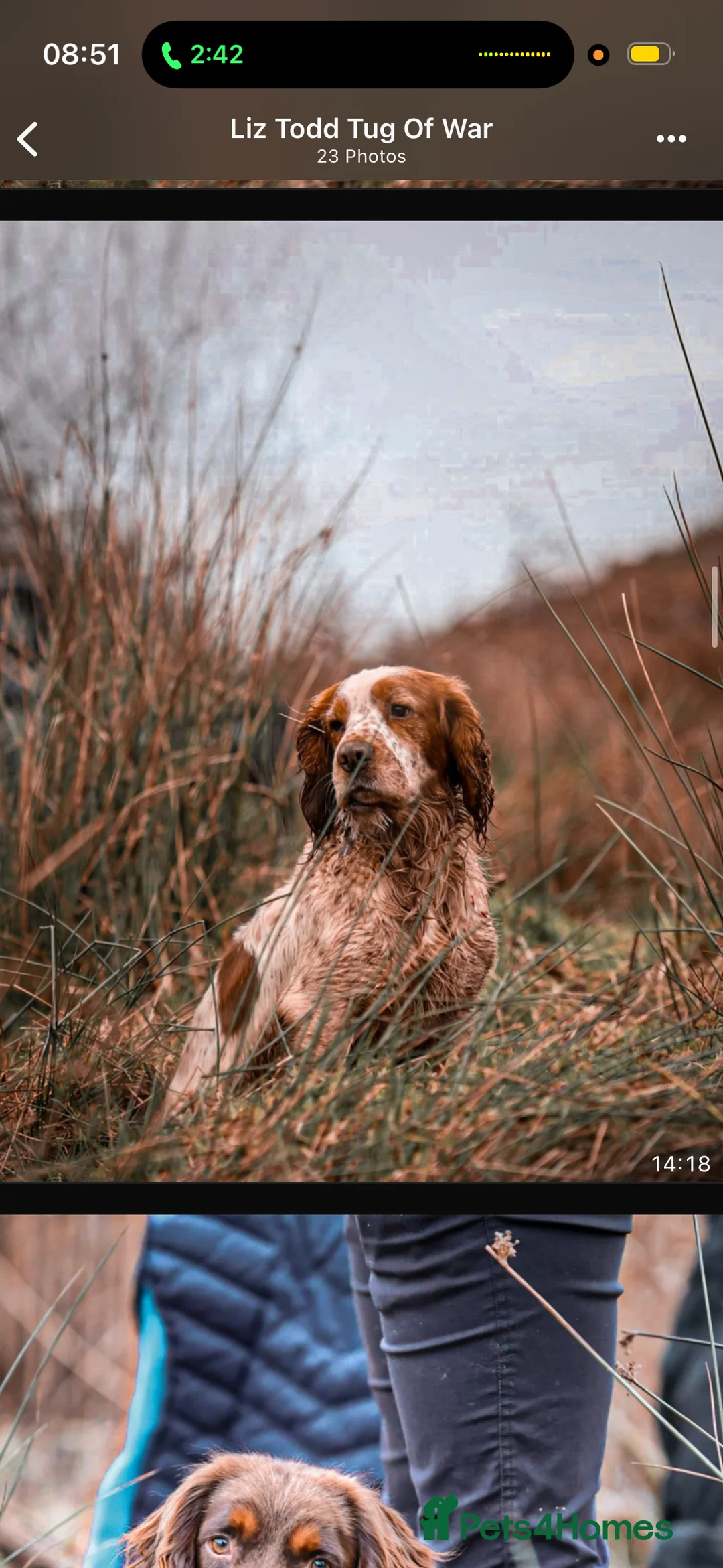 Cocker Spaniel dogs for stud: Kentwone Bayley - Advert 2