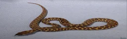 Python Snake reptiles for sale: WheatBelt Stimsons Pythons  - Advert 4