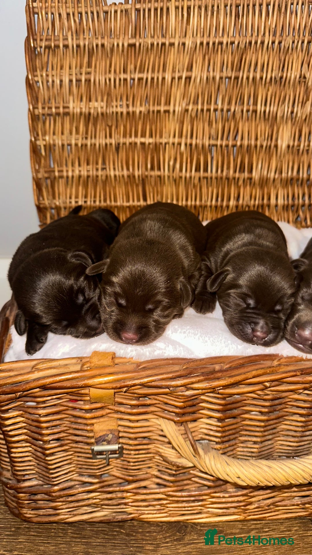 Labrador Retriever dogs for sale: 9 perfect Labrador puppies  - Advert 13