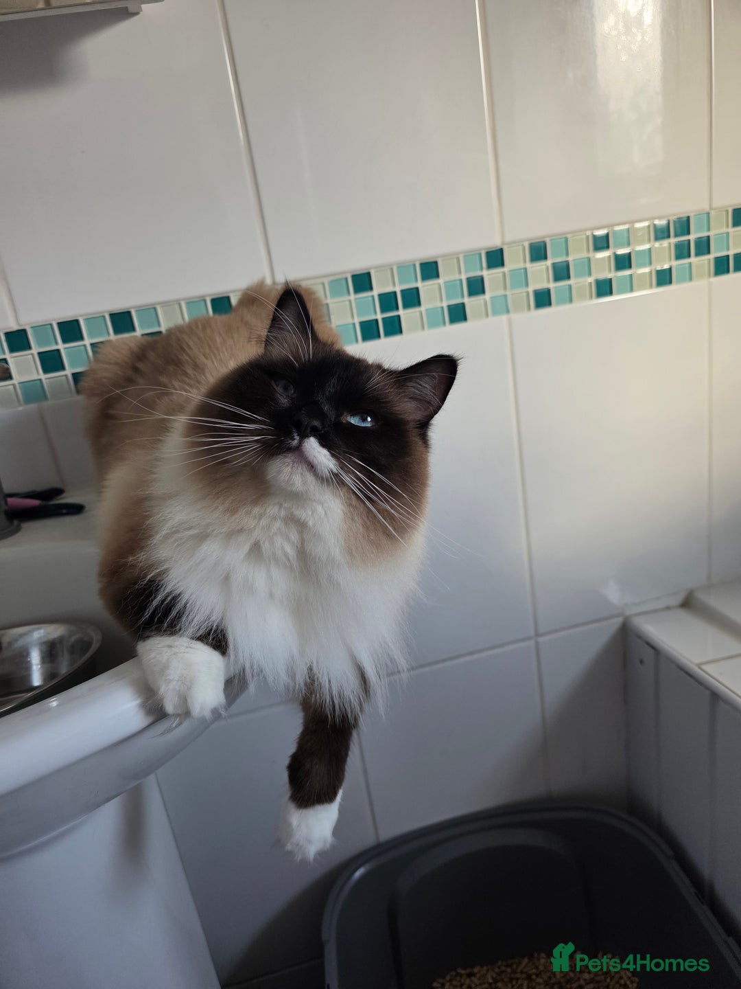 Ragdoll cats for sale: Beautiful Seal Point Ragdoll - Advert 11