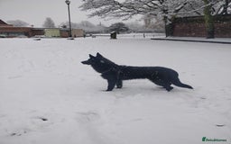 German Shepherd dogs for stud: German shepherd stud - Image 10