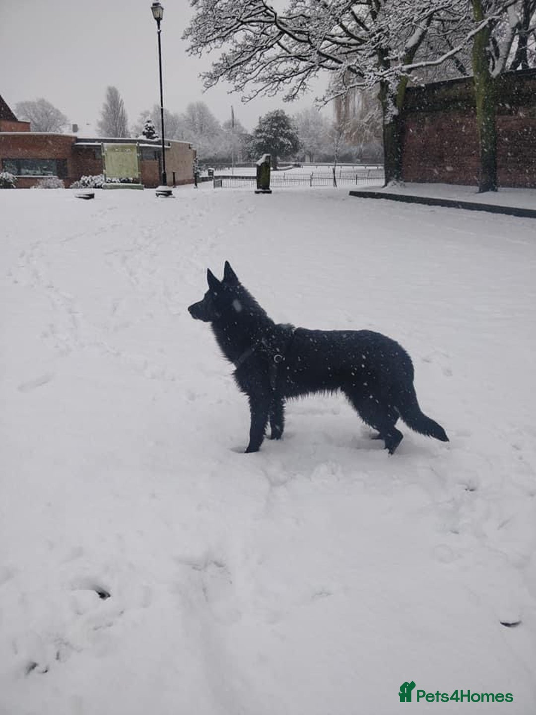 German Shepherd dogs for stud: German shepherd stud - Image 10