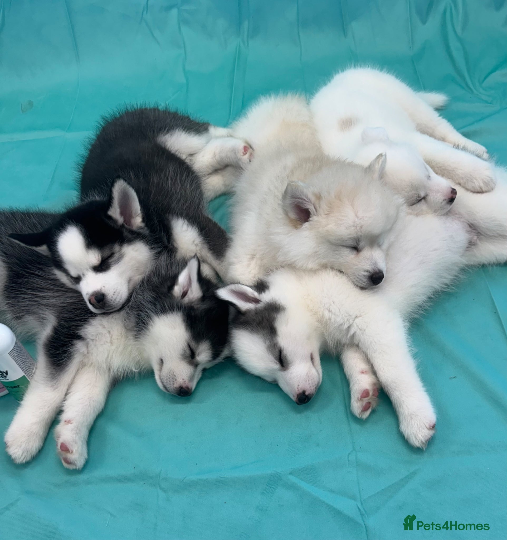 Pomsky dogs READY TO LEAVE - F2 Pomsky – Luna’s Pride Litter  - Advert 5