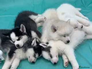 Pomsky dogs READY TO LEAVE - F2 Pomsky – Luna’s Pride Litter - Advert 5