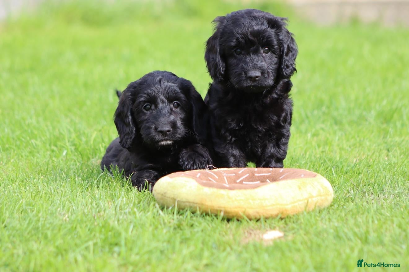 Cockapoo dogs Beautiful Cockapoo puppies for sale  - Advert 1