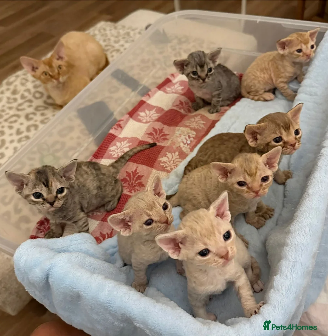 Devon Rex cats for sale: Devon Rex  - Advert 1