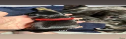 French Bulldog dogs for sale: French bulldog puppies  - Advert 4