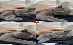British Shorthair cats for sale: British short hair  - Image 9