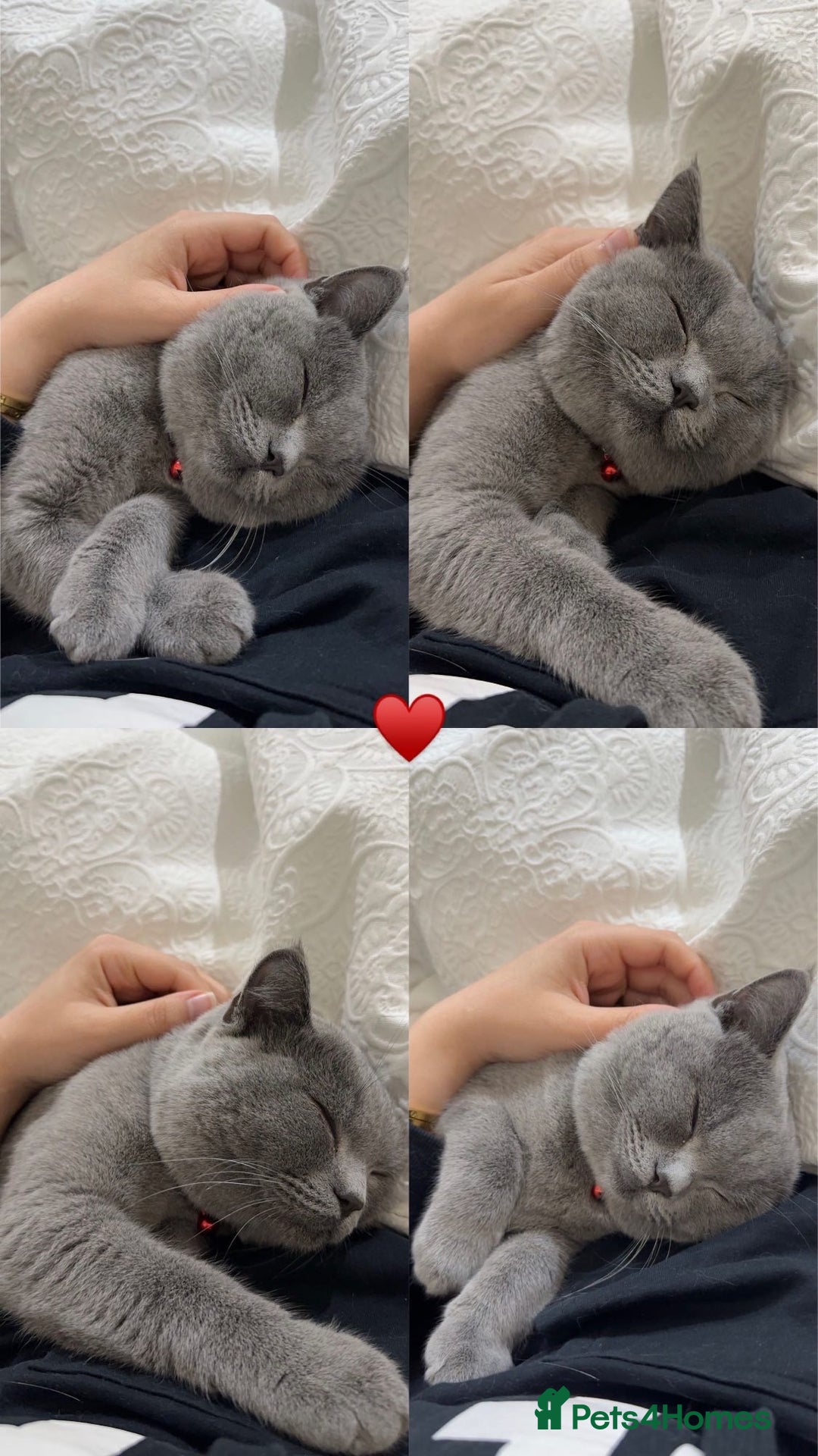 British Shorthair cats for sale: British short hair  - Image 9
