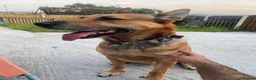 Belgian Shepherd Dog dogs for stud: 🐾 Kairo – Available for Stud 🐾 - Advert 4