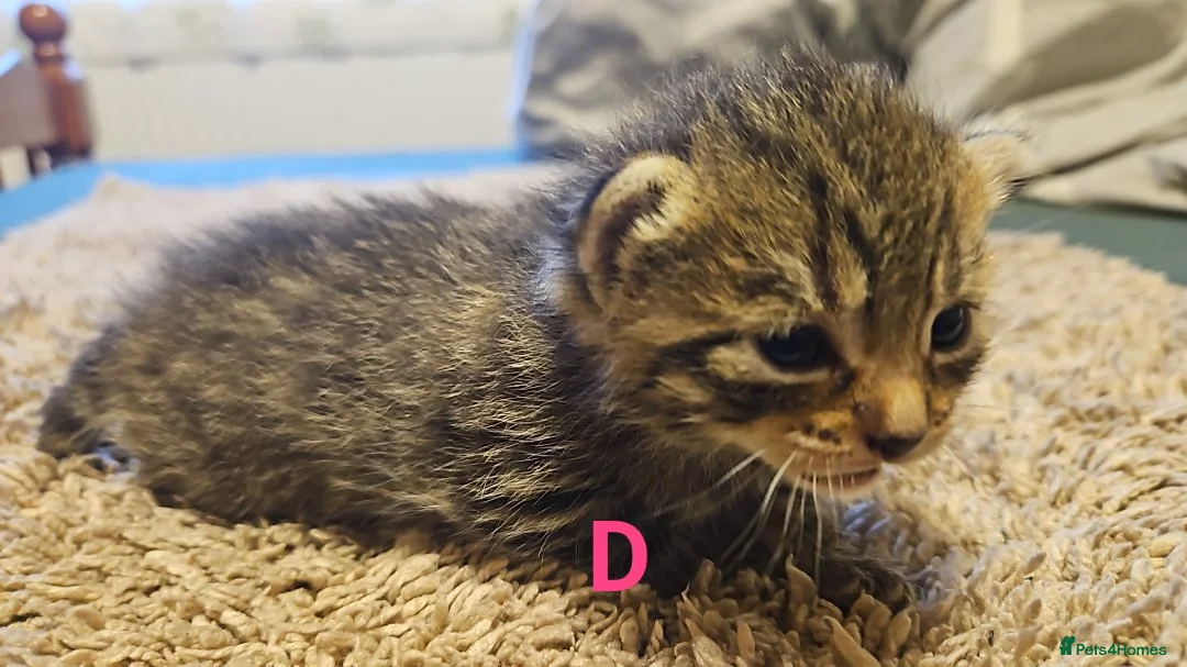 Mixed Breed cats for sale: Mixed breed bengal - Advert 2