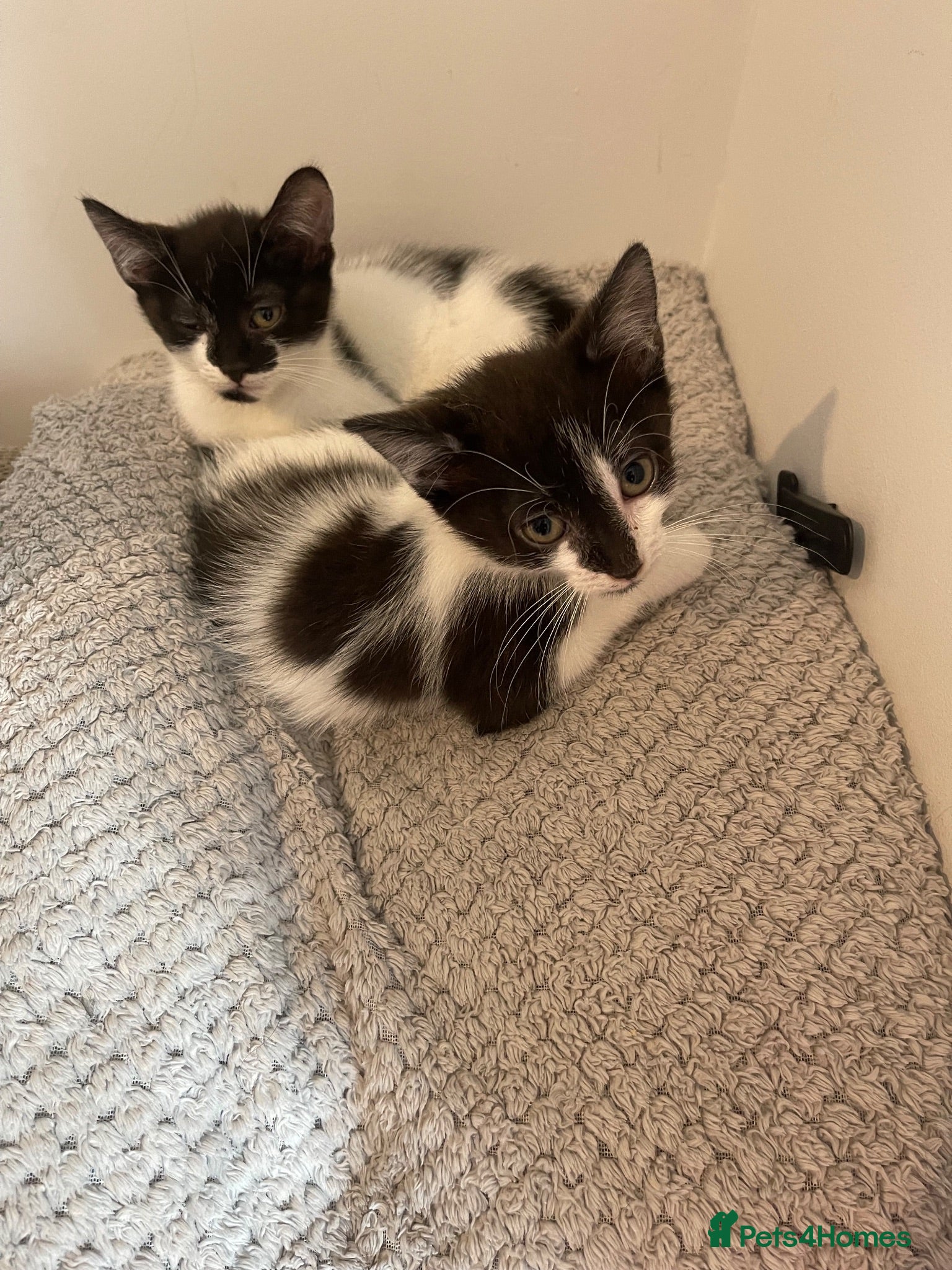 Mixed Breed cats Girl and boy kittens  - Advert 5