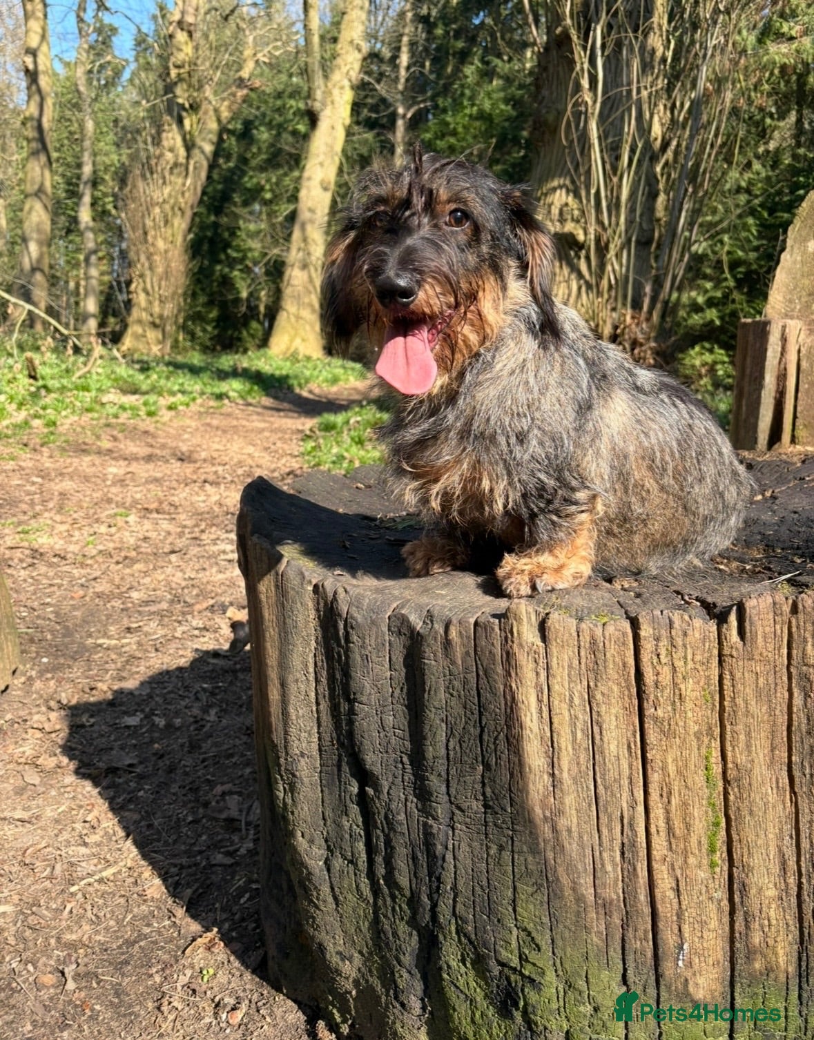 Dachshund dogs ✨Health tested, KC reg true standard wirehairs✨  - Advert 2