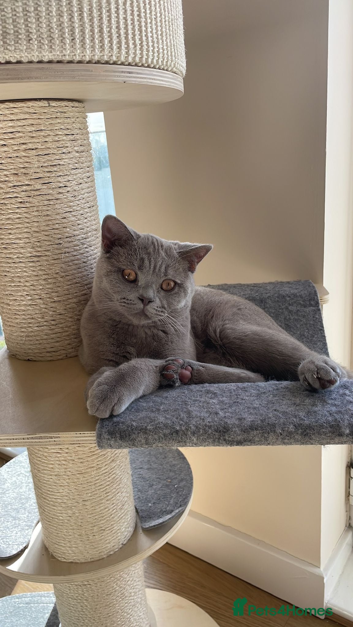 British Shorthair cats Lilac British Shorthair 8 month old - Advert 9