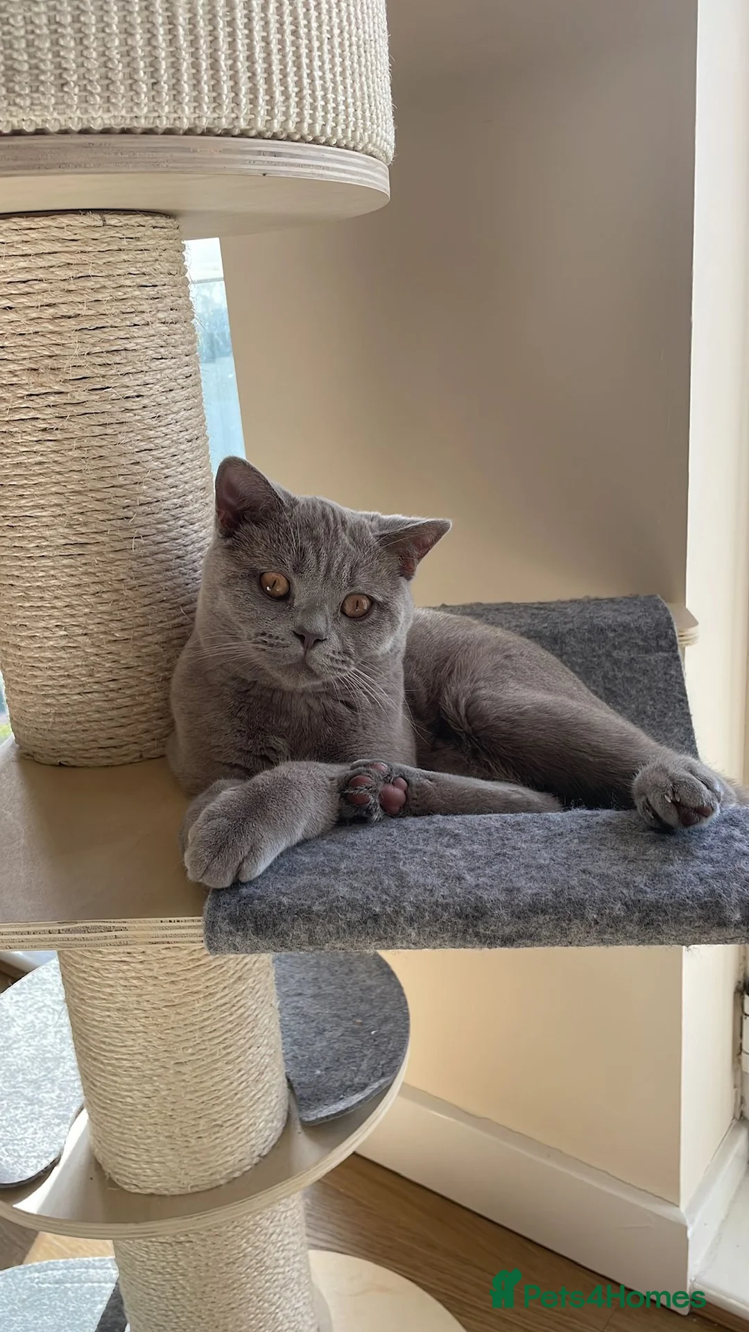 British Shorthair cats for sale: Lilac British Shorthair 8 month old in Trowbridge - Advert 1