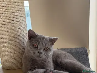 British Shorthair cats Lilac British Shorthair 8 month old - Advert 9