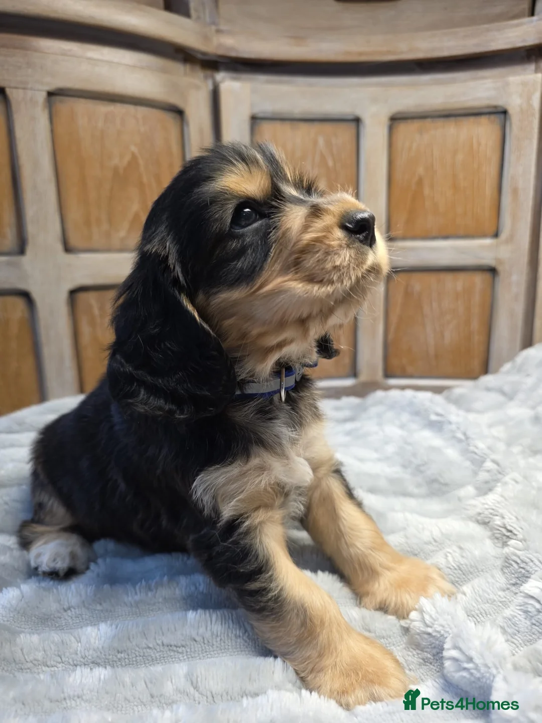 Cocker Spaniel dogs for sale: Show Cocker Spaniels - Advert 8