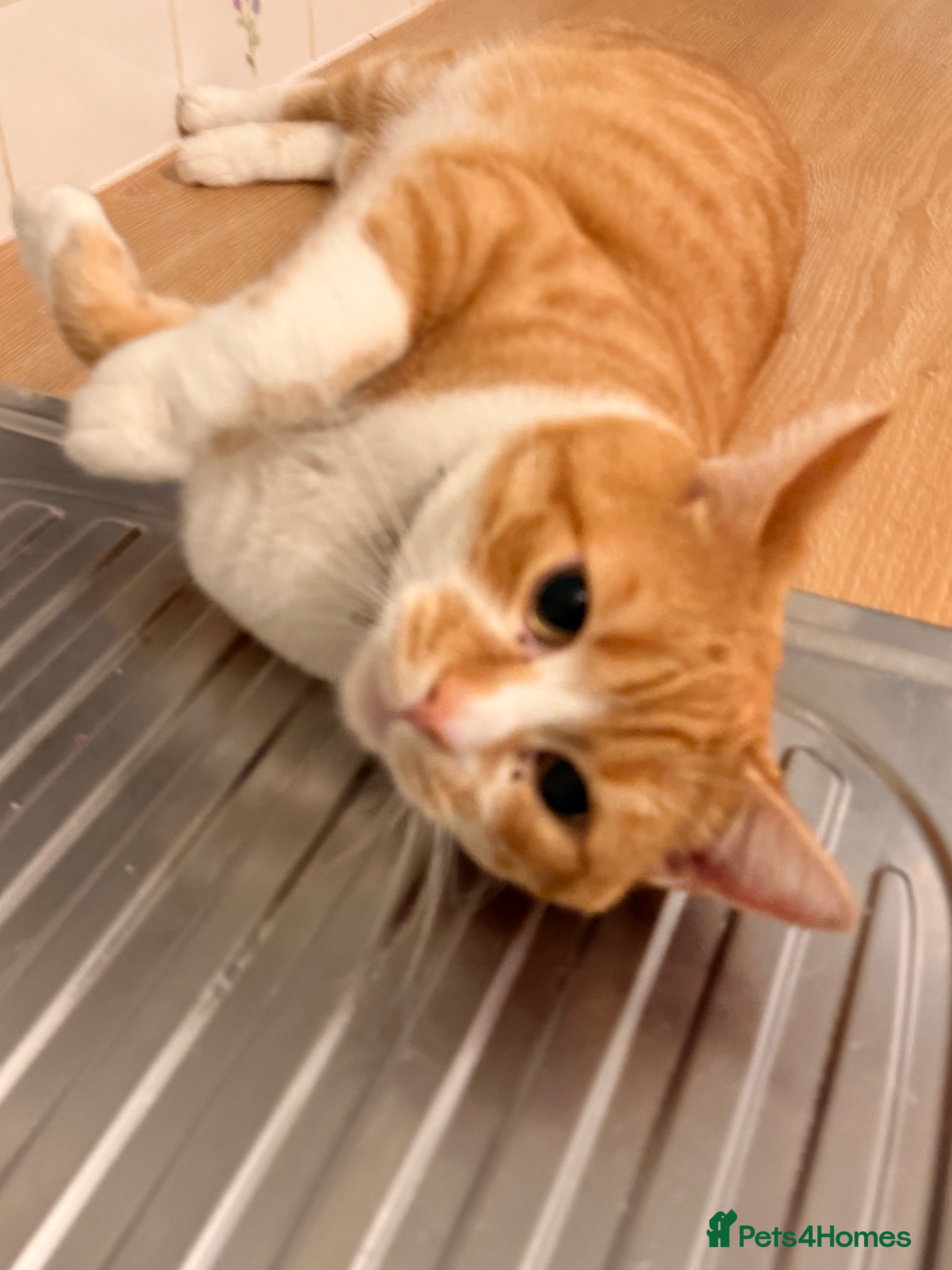 Domestic Shorthair cats Ginger and white male cat - Advert 2