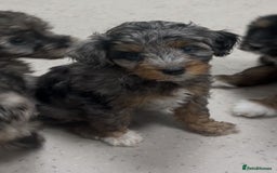 Mixed Breed dogs for sale: Tibetan x Toy Poodle - Image 25