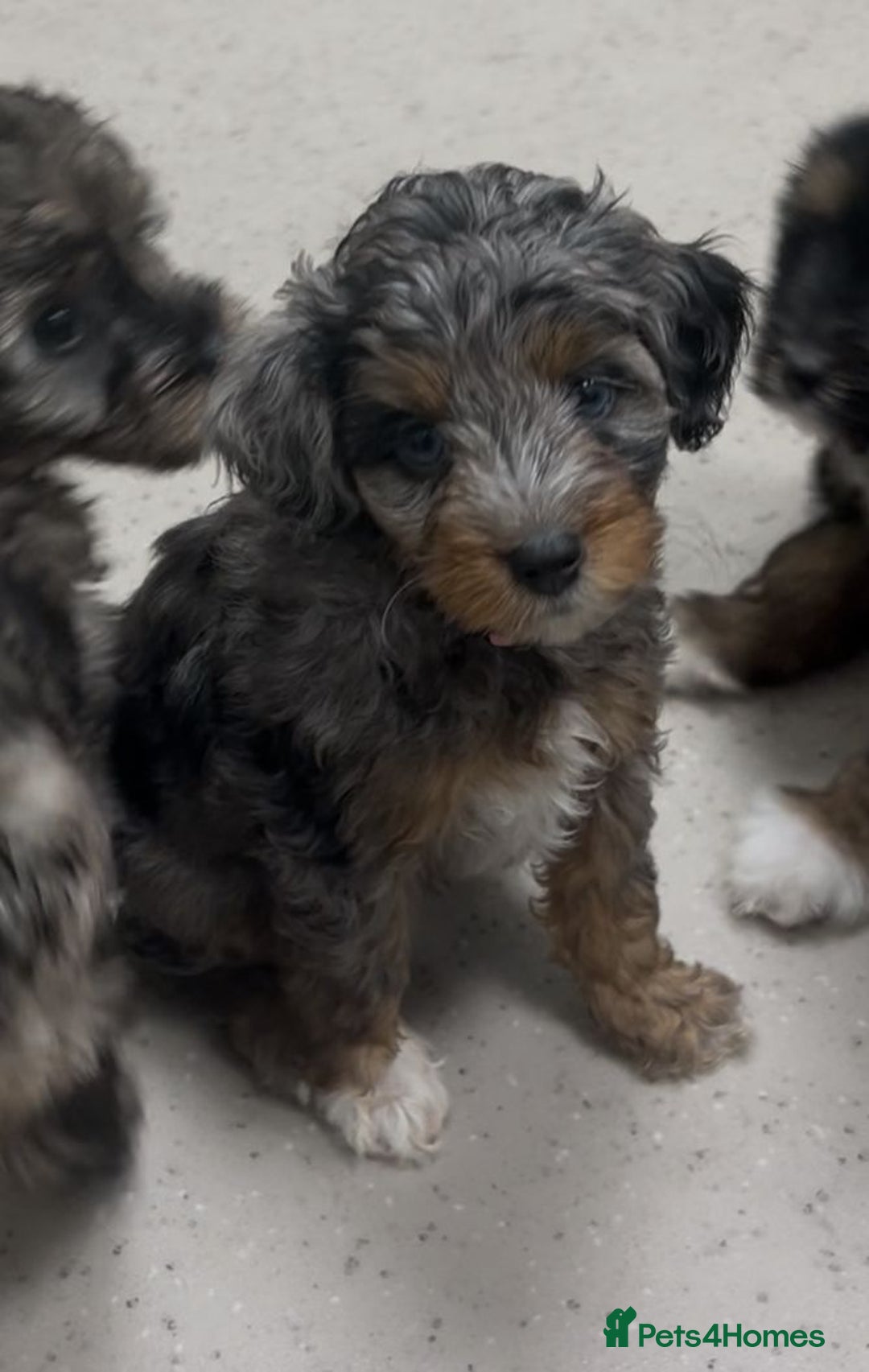 Mixed Breed dogs for sale: Tibetan x Toy Poodle - Image 25