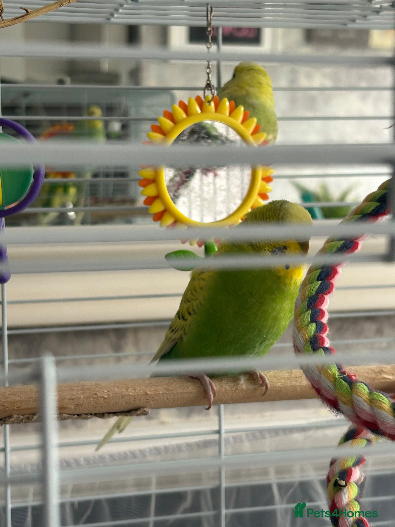 Budgerigars birds for sale: 2 female baby budgies  in Enfield - Advert 8
