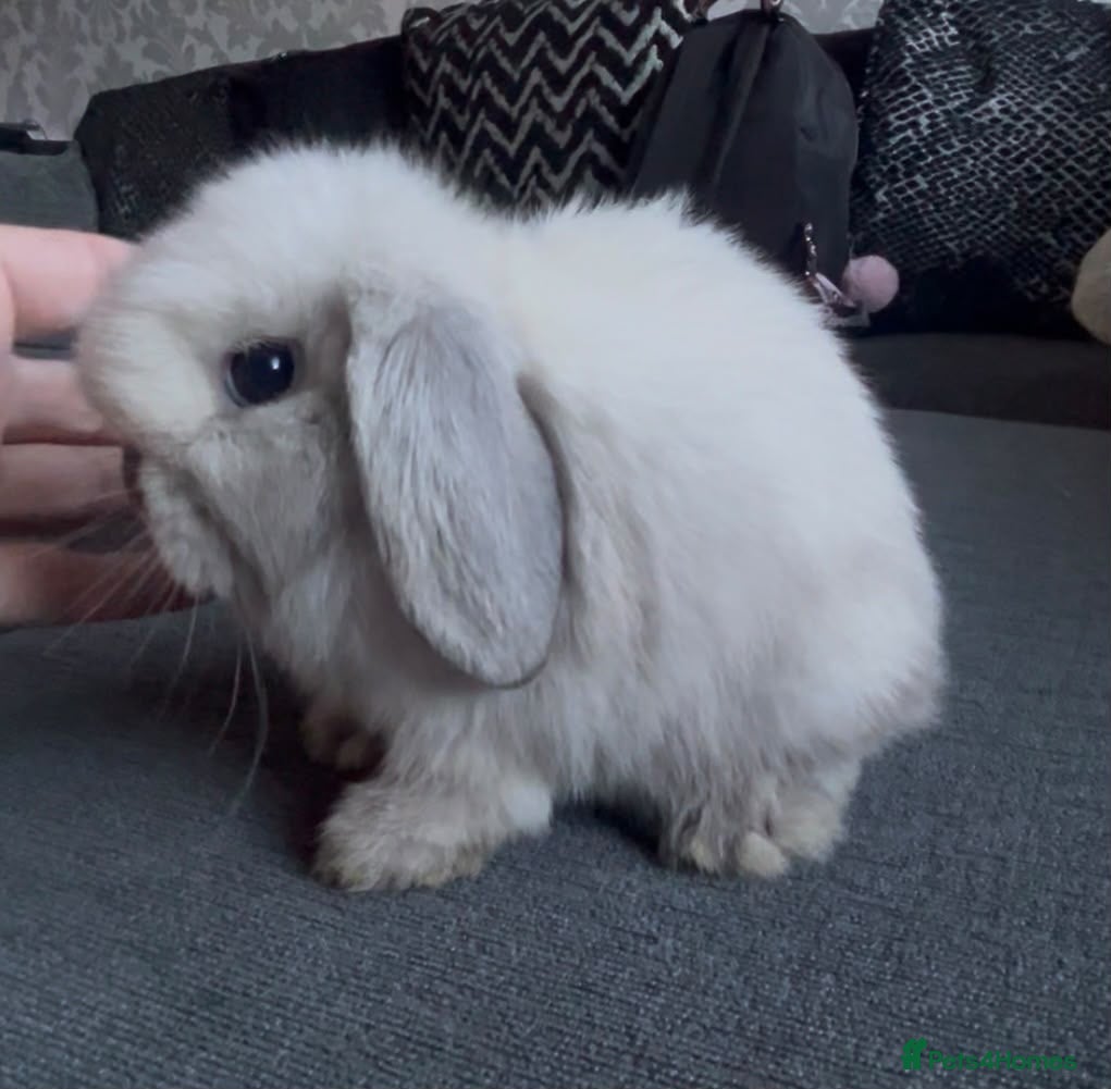 Mini Lop rabbits BEAUTIFUL PEDIGREE MINI LOP BABIES READY NOW  - Advert 10