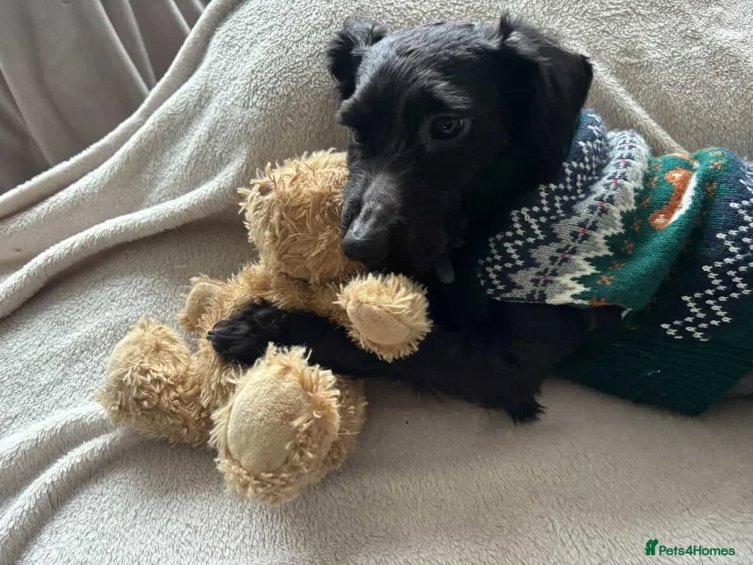 Yorkiepoo dogs for sale: 2 year old male Yorkiepoo for sale  - Advert 8