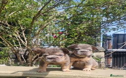 French Bulldog dogs for sale: Beautiful French bulldogs - Image 11